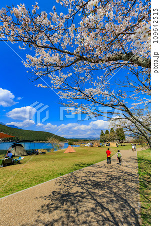 静岡県 富士宮市 春の田貫湖キャンプ場 静岡県 富士宮市 春の田貫湖キャンプ場 109642515