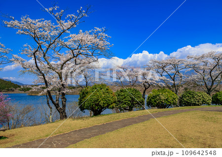 静岡県　富士宮市　春の田貫湖キャンプ場 109642548