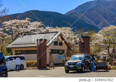 静岡県　富士宮市　春の田貫湖キャンプ場 109642562