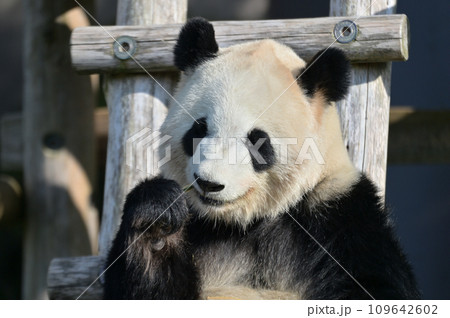 おいしそうに竹を食べる彩浜 109642602