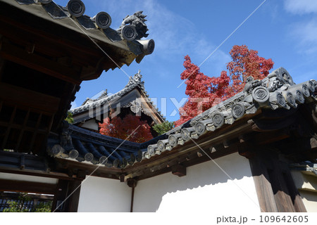 秋の妙心寺　玉龍院の紅葉　京都市右京区花園 109642605