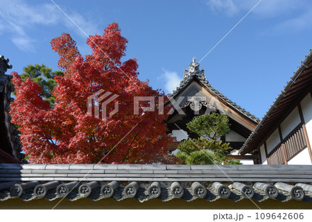 秋の妙心寺　玉龍院の紅葉　京都市右京区花園 109642606