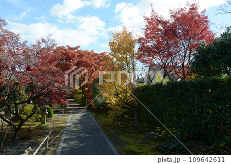 秋の妙心寺 大通院境内 京都市右京区花園 秋の妙心寺 大通院境内 京都市右京区花園 109642611