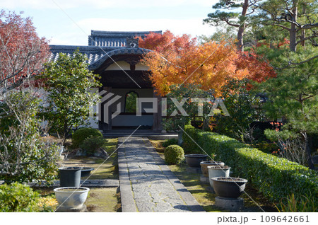 秋の妙心寺　麟祥院境内　京都市右京区花園 109642661