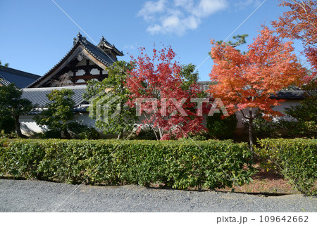 秋の妙心寺 春光院の紅葉 京都市右京区花園 秋の妙心寺 春光院の紅葉 京都市右京区花園 109642662