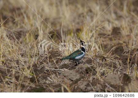 田んぼのタゲリ 109642686