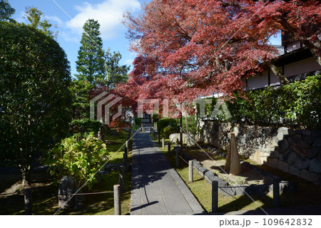 秋の妙心寺　天球院境内　京都市右京区花園 109642832