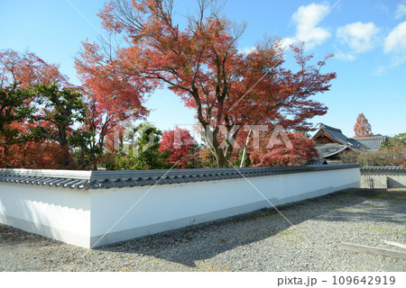 秋の妙心寺　蟠桃院の紅葉　京都市右京区花園 109642919