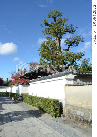 秋の妙心寺　蟠桃院の白塀　京都市右京区花園 109642922