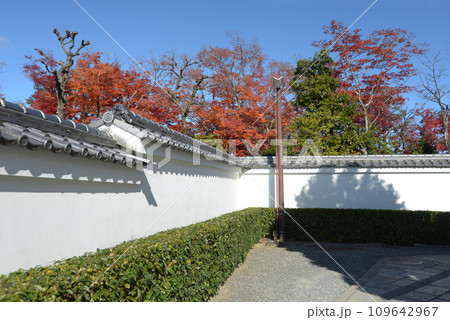 秋の妙心寺　蟠桃院の白塀　京都市右京区花園 109642967