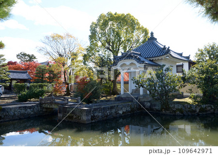 秋の妙心寺 蓮池 京都市右京区花園 秋の妙心寺 蓮池 京都市右京区花園 109642971