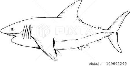 手書きのホホジロザメの線画イラスト 109643246
