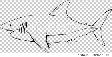 手書きのホホジロザメの線画イラスト 109643246