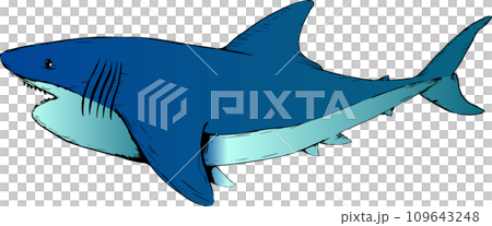 ジャンプする手書きのホホジロザメのイラスト 109643248