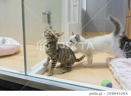 ペットショップ　子猫 109643264