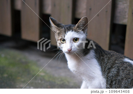 日本の神社に暮らす振り向いた姿が可愛らしい野生の猫 109643408