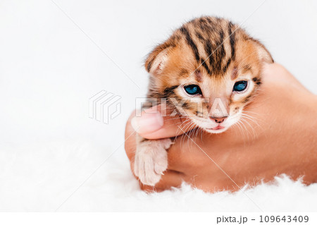 Cute bengal .Close-up. A kitten in the hands of a girl. Two week old small newborn bengal kitten on a white background. On the palms is a small cute kitten. 109643409