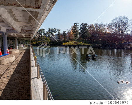 茨城県つくば市　晩秋の松見公園の風景 109643973