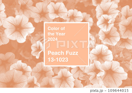 Petunia flowers photo for a background toned in Peach fuzz color of the Year 2024 Petunia flowers photo for a background toned in Peach fuzz color of the Year 2024 109644015