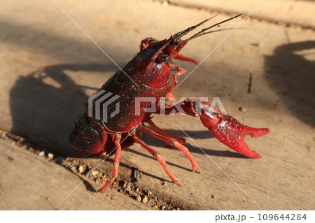 日差しを浴びるアメリカザリガニ(日本 神奈川県横浜市) 日差しを浴びるアメリカザリガニ(日本 神奈川県横浜市) 109644284
