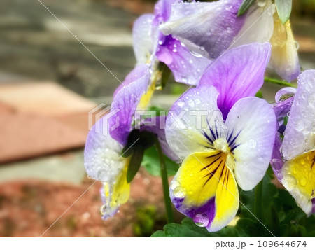 紫色のビオラが咲いています 紫色のビオラが咲いています 109644674