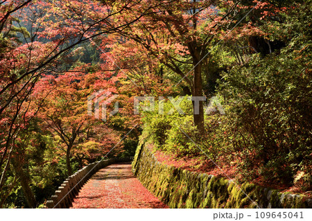 高城山(吉野山)への道 【奈良県吉野郡吉野町】 高城山(吉野山)への道 【奈良県吉野郡吉野町】 109645041