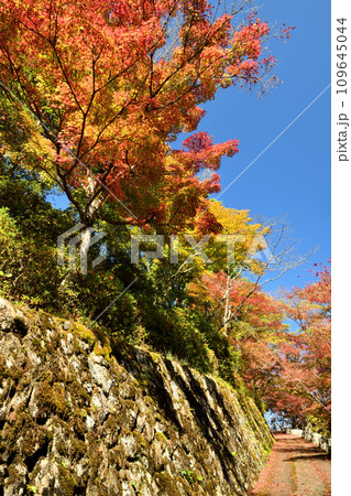 高城山(吉野山)への道 【奈良県吉野郡吉野町】 高城山(吉野山)への道 【奈良県吉野郡吉野町】 109645044