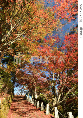高城山(吉野山)への道 【奈良県吉野郡吉野町】 高城山(吉野山)への道 【奈良県吉野郡吉野町】 109645045