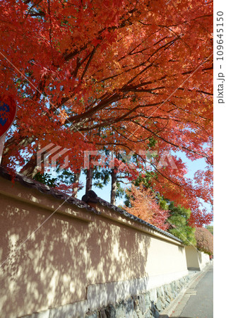 秋の東福寺　龍眠庵の土塀と紅葉　京都市東山区 109645150