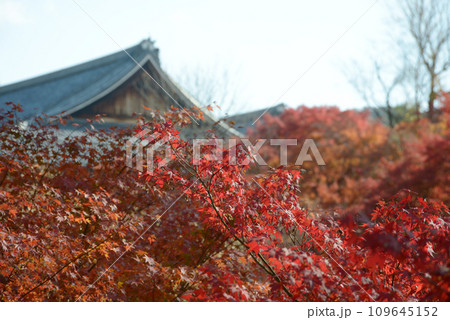 秋の東福寺 臥雲橋から望む紅葉と大方丈 京都市東山区 秋の東福寺 臥雲橋から望む紅葉と大方丈 京都市東山区 109645152
