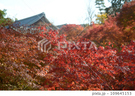 秋の東福寺 臥雲橋から望む紅葉と大方丈 京都市東山区 秋の東福寺 臥雲橋から望む紅葉と大方丈 京都市東山区 109645153