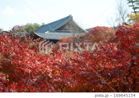 秋の東福寺 臥雲橋から望む紅葉と大方丈 京都市東山区 秋の東福寺 臥雲橋から望む紅葉と大方丈 京都市東山区 109645154