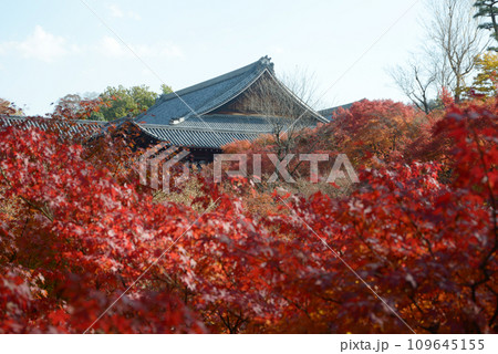 秋の東福寺 臥雲橋から望む紅葉と大方丈 京都市東山区 秋の東福寺 臥雲橋から望む紅葉と大方丈 京都市東山区 109645155