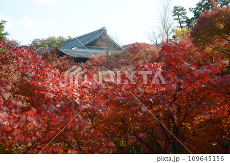 秋の東福寺　臥雲橋から望む紅葉と大方丈　京都市東山区 109645156