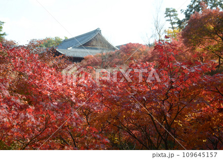 秋の東福寺 臥雲橋から望む紅葉と大方丈 京都市東山区 秋の東福寺 臥雲橋から望む紅葉と大方丈 京都市東山区 109645157