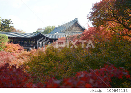 秋の東福寺 臥雲橋から望む紅葉と通天橋 京都市東山区 秋の東福寺 臥雲橋から望む紅葉と通天橋 京都市東山区 109645158