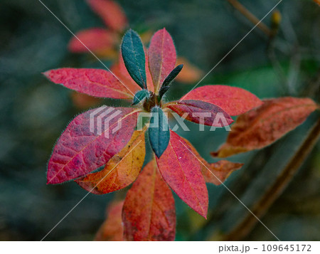 ツツジ科モチツツジの紅葉 ツツジ科モチツツジの紅葉 109645172