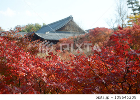 秋の東福寺　臥雲橋から望む紅葉と大方丈　京都市東山区 109645209