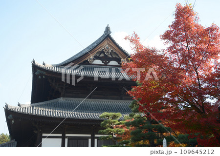 秋の東福寺　仏殿と紅葉　京都市東山区 109645212