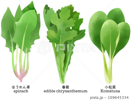 水彩で描いたほうれん草、小松菜と春菊のイラスト素材セット 109645334
