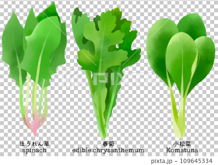 水彩で描いたほうれん草、小松菜と春菊のイラスト素材セット 109645334