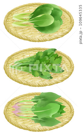 ザルにのったほうれん草、小松菜と春菊のイラストセット ザルにのったほうれん草、小松菜と春菊のイラストセット 109645335