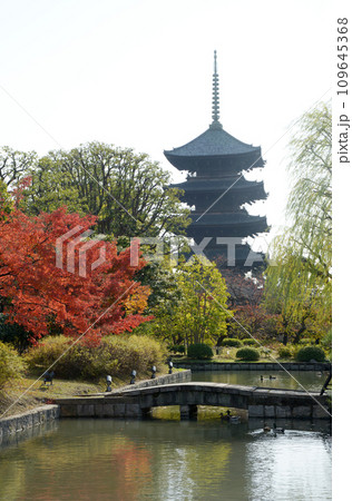 秋の東寺　五重塔　京都市南区 109645368