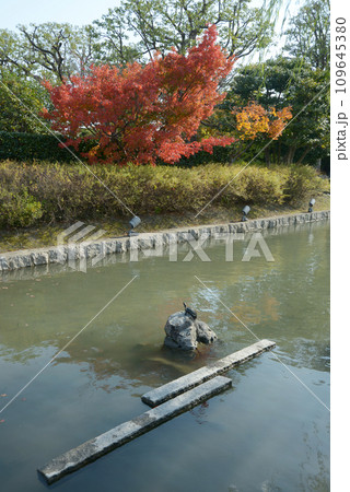 秋の東寺 池の亀 京都市南区 秋の東寺 池の亀 京都市南区 109645380