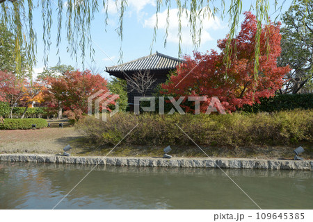 秋の東寺　池と宝蔵　京都市南区 109645385