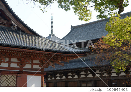 秋の東寺 伽藍 京都市南区 秋の東寺 伽藍 京都市南区 109645408