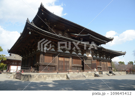 秋の東寺 金堂 京都市南区 秋の東寺 金堂 京都市南区 109645412