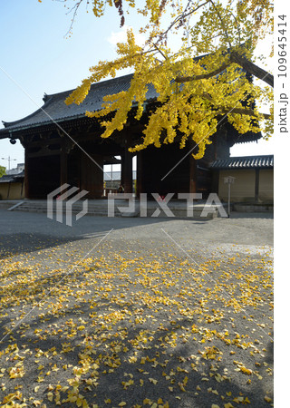 秋の東寺　南大門　京都市南区 109645414
