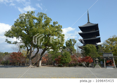 秋の東寺 五重塔 京都市南区 秋の東寺 五重塔 京都市南区 109645415