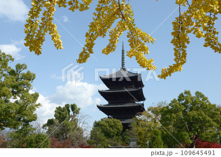 秋の東寺　五重塔　京都市南区 109645491